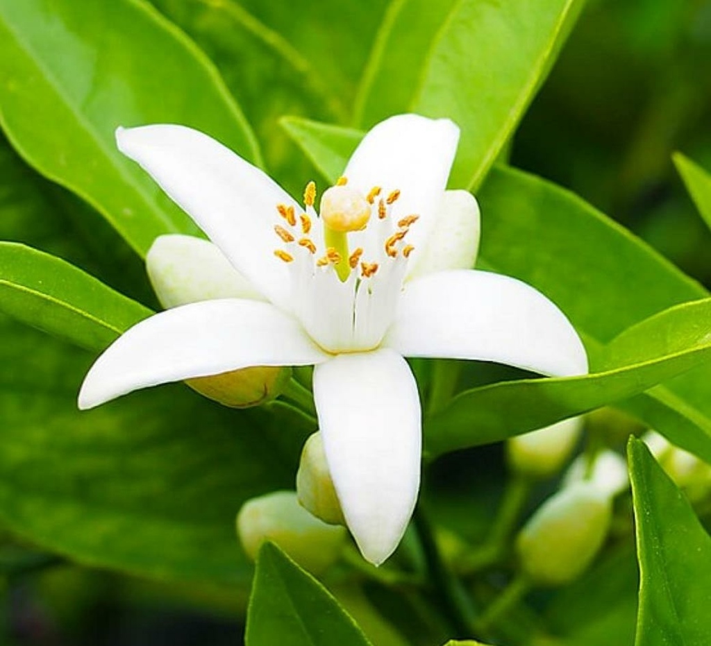 Neroli-flowers2.jpg