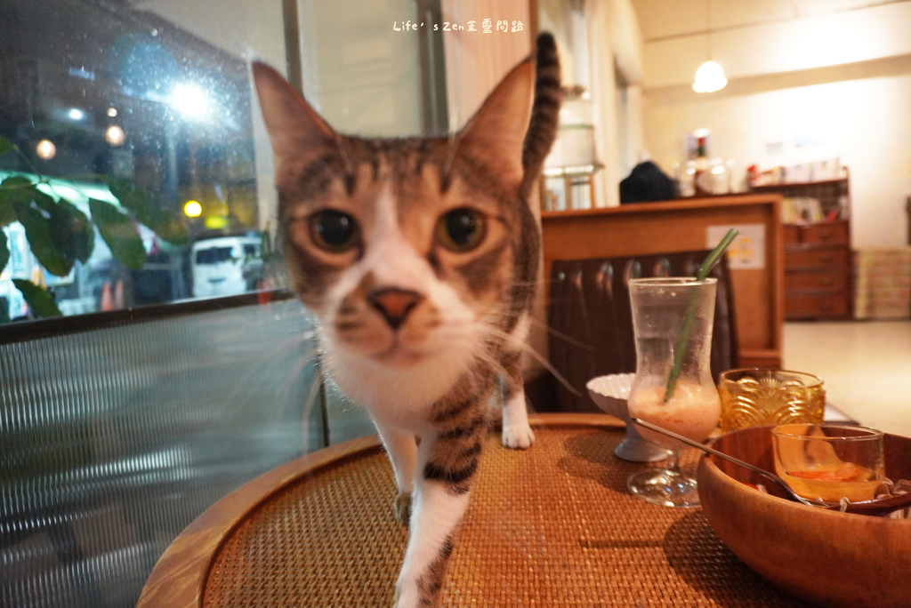 汐止氛圍感咖啡廳【蜉蝣喫茶】，有不怕生的喵喵，餐點甜點飲品都很喜歡16.png