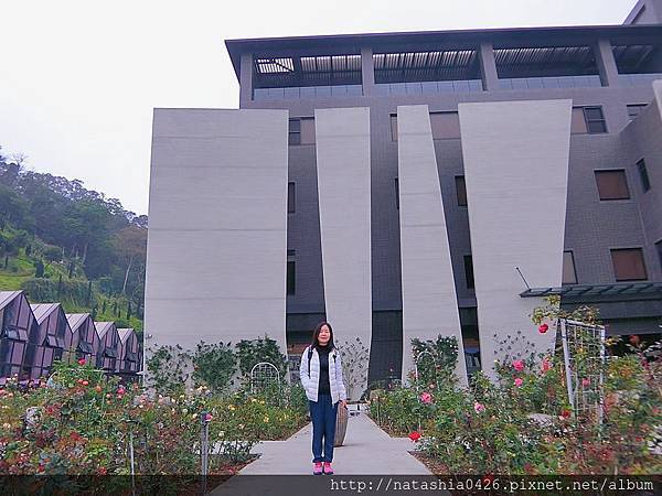|台灣·苗栗|雅聞七里香玫瑰森林·免費景點·與上千株玫瑰的約會