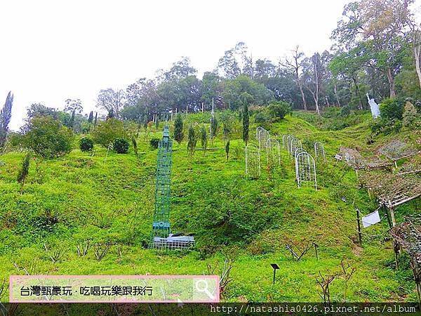 |台灣·苗栗|雅聞七里香玫瑰森林·免費景點·與上千株玫瑰的約會