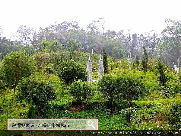 |台灣·苗栗|雅聞七里香玫瑰森林·免費景點·與上千株玫瑰的約會