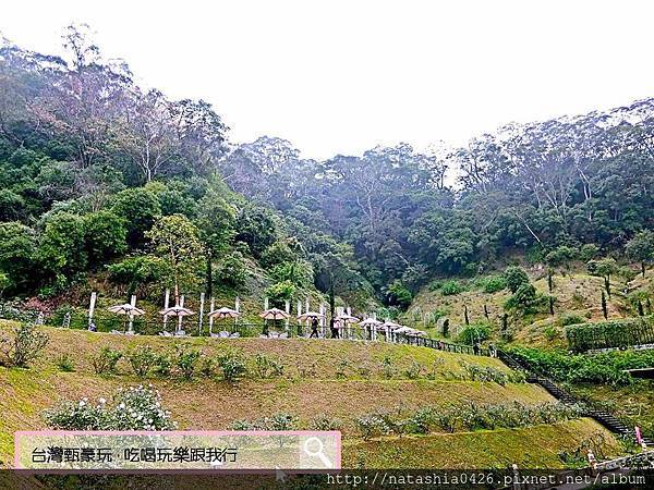 |台灣·苗栗|雅聞七里香玫瑰森林·免費景點·與上千株玫瑰的約會