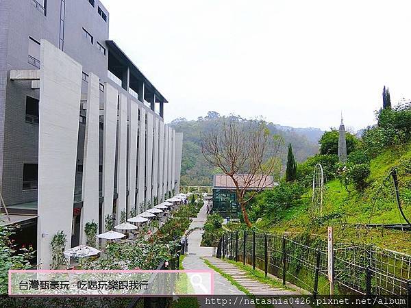 |台灣·苗栗|雅聞七里香玫瑰森林·免費景點·與上千株玫瑰的約會