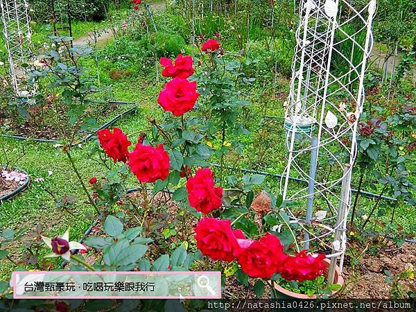 |台灣·苗栗|雅聞七里香玫瑰森林·免費景點·與上千株玫瑰的約會