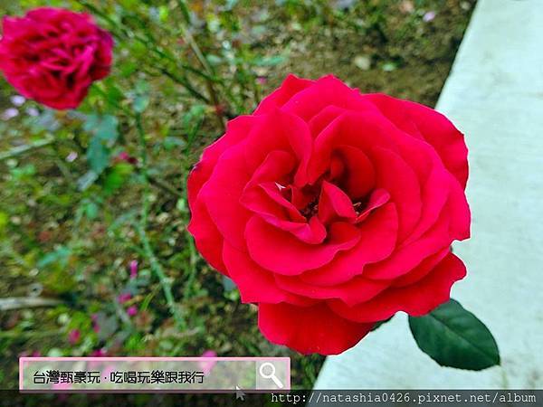 |台灣·苗栗|雅聞七里香玫瑰森林·免費景點·與上千株玫瑰的約會