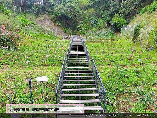|台灣·苗栗|雅聞七里香玫瑰森林·免費景點·與上千株玫瑰的約會