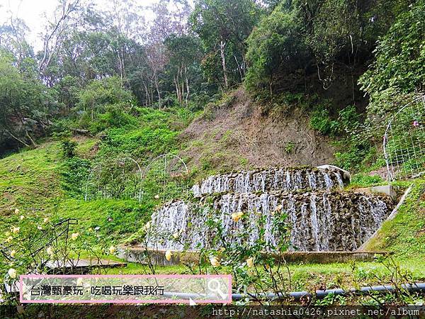 |台灣·苗栗|雅聞七里香玫瑰森林·免費景點·與上千株玫瑰的約會