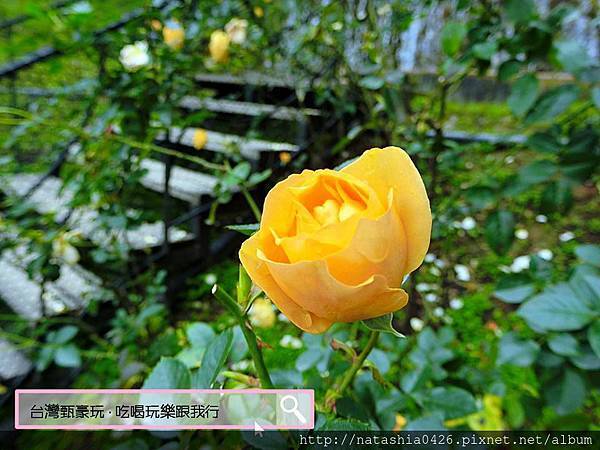 |台灣·苗栗|雅聞七里香玫瑰森林·免費景點·與上千株玫瑰的約會