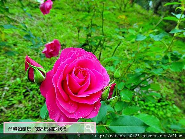 |台灣·苗栗|雅聞七里香玫瑰森林·免費景點·與上千株玫瑰的約會