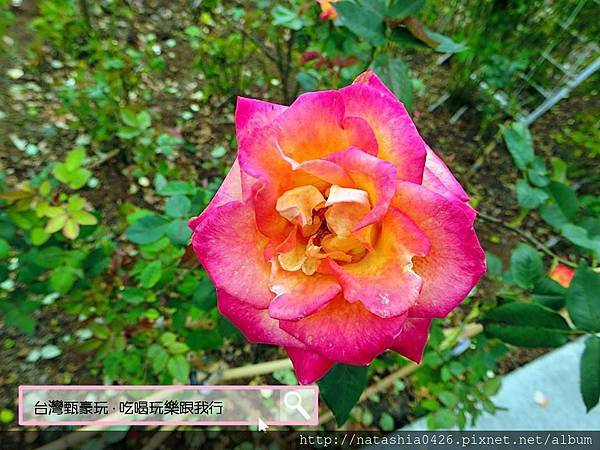 |台灣·苗栗|雅聞七里香玫瑰森林·免費景點·與上千株玫瑰的約會