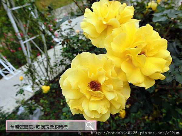 |台灣·苗栗|雅聞七里香玫瑰森林·免費景點·與上千株玫瑰的約會