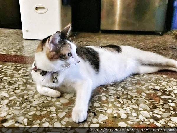 |台灣·屏東|本氣屋食堂·在地人推薦日式料理·店家設計風格每個角落都有FEEL