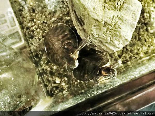 |台灣·屏東|本氣屋食堂·在地人推薦日式料理·店家設計風格每個角落都有FEEL