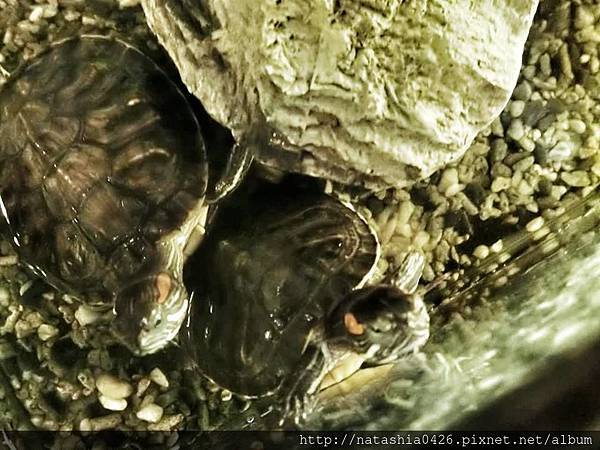 |台灣·屏東|本氣屋食堂·在地人推薦日式料理·店家設計風格每個角落都有FEEL