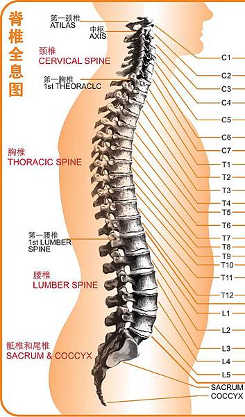 骨架平衡 傳統整復