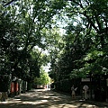 下鴨神社入口處:糺の森