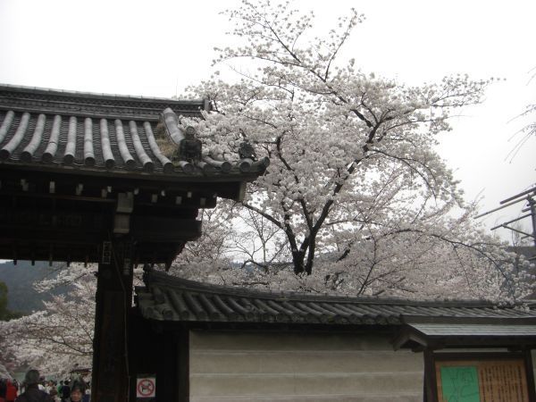 以下是醍醐寺一連串櫻花