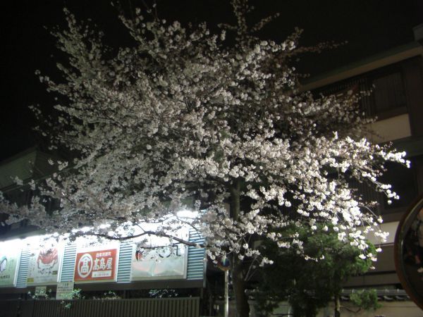 花見小路底的一株小櫻樹
