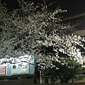 花見小路底的一株小櫻樹