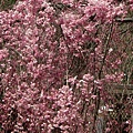粉紅色的枝垂櫻