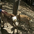 旁邊的歐巴桑趁機趕快叫小鹿來個聲東擊西，但後來還是被母鹿視破 XD