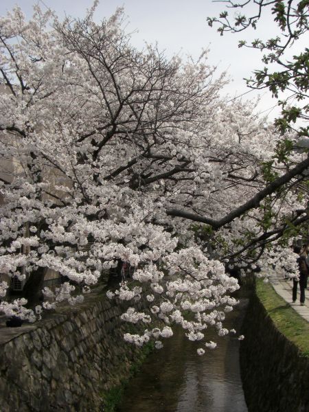 関雪櫻，也是接近滿開了