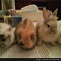 曾經陪伴過我的兔兔們