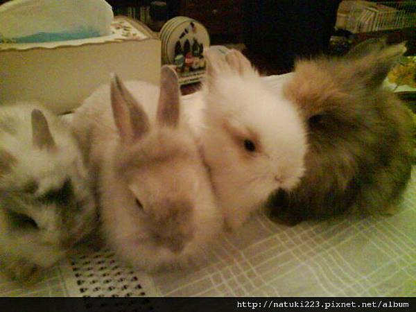 曾經陪伴過我的兔兔們