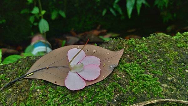 非洲鳳仙花長長的花距