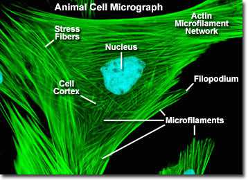 microfilamentsfigure2.jpg