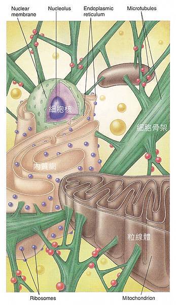 Fig-3-14-Cytoskeleton-Eukaryotic-Cell.jpg