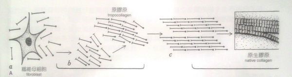 張力2.jpg