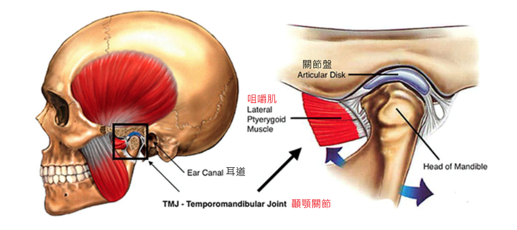 TMJ.png