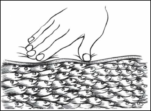 Myofascial-tissue-illustrated-as-a-school-of-fish-A-therapist-working-with-myofascial.png Myofascial-tissue-illustrated-as-a-school-of-fish-A-therapist-working-with-myofascial.png