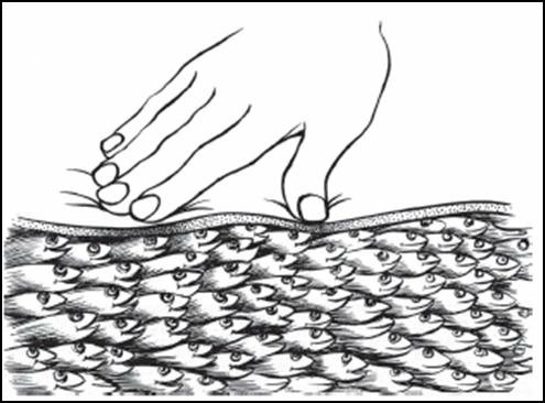 Myofascial-tissue-illustrated-as-a-school-of-fish-A-therapist-working-with-myofascial.png