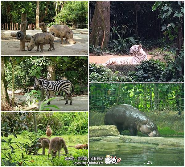 2017SingaporeZoo_06.jpg