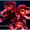 orchid12.jpg