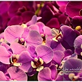 orchid11.jpg