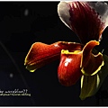 orchid15.jpg