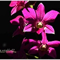 orchid14.jpg