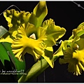 orchid13.jpg
