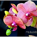 orchid16.jpg