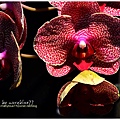 orchid18.jpg