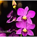 orchid17.jpg