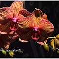 orchid19.jpg