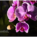 orchid20.jpg