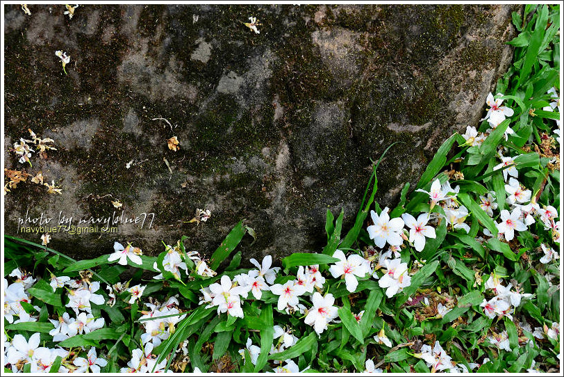 牛耳藝術渡假村油桐花