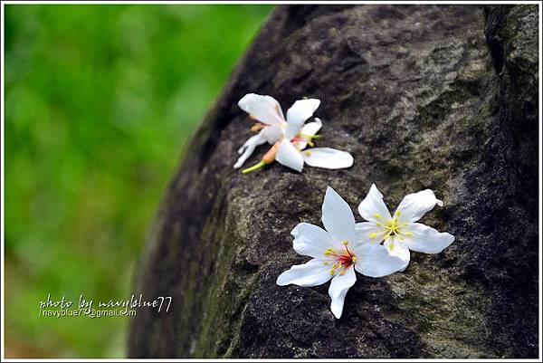 牛耳藝術渡假村油桐花