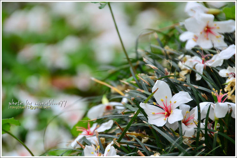 牛耳藝術渡假村油桐花