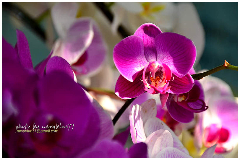 orchid10.jpg